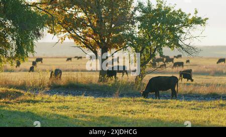 Statische Ansicht. Sonnenuntergang auf dem Land. Junge schwarze Kuh auf Weiden. Stockfoto