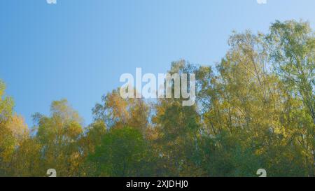 Echtzeit. Baumkronen mit Orangenblättern. Gelbe Herbstbaumspitze gegenüber blauem Himmel. Herbstbäume in einem Wald. Stockfoto