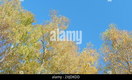 Flachwinkelansicht. Oranges Herbstlaub vor blauem Himmel im oktober. Ruhige und fröhliche Outdoor-Szene. Stockfoto