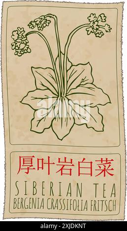 Vektor-Zeichnung SIBIRISCHER TEE auf Chinesisch. Handgezeichnete Abbildung. Der lateinische Name ist BERGENIA CRASSIFOLIA FRITSCH. Stock Vektor