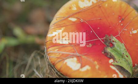 Nahaufnahme. Giftiger Pilz. Fliegenpilze wachsen im Gras. Amanita muscaria Specie. Grasboden. Stockfoto
