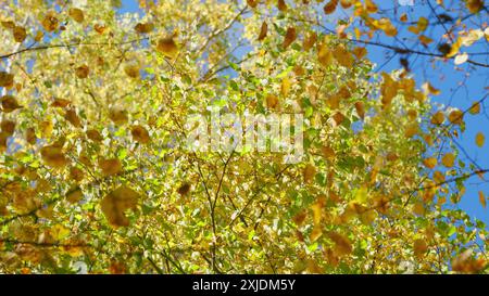 Flachwinkelansicht. Oranges Herbstlaub vor blauem Himmel im oktober. Ruhige und fröhliche Outdoor-Szene. Stockfoto