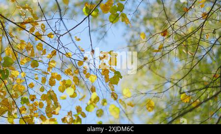 Flachwinkelansicht. Baumkronen im Herbst im Wald. Malerische Herbstlandschaft mit Blick auf Birkenspitzen mit gelbem Laub am Himmel. Stockfoto