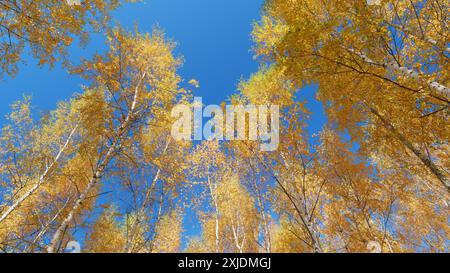 Flachwinkelansicht. Herbstbirkenwald vor blauem Himmel. Gelbe orange Kronen von Birkenbäumen auf blauem Himmel Hintergrund. Stockfoto