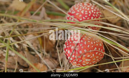Nahaufnahme. Fliegen Sie Agarpilze in einem Wald. Auch bekannt als Fliegenamanita oder amanita muscaria. Stockfoto