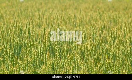 Zeitlupe. Gerstenfeld weht im Wind. Grün goldenes Weizenfeld am Tag. Gelbe Stacheln schwanken im Wind. Stockfoto