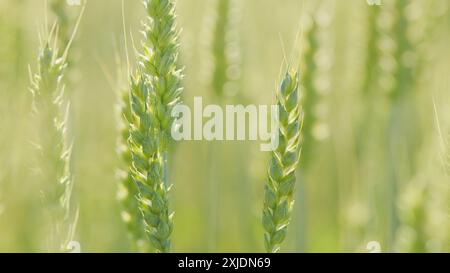 Nahaufnahme. Weizenkugeln schwanken im Wind. Hungersnot in der Welt. Ernte- und Erntekonzept. Stockfoto