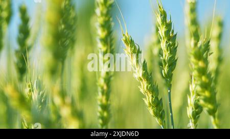 Flachwinkelansicht. Landwirtschaft und Landwirtschaft mit Weizenernte und Getreideernte. Reifung des Ernteguts unter warmer Sonne. Stockfoto