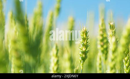 Flachwinkelansicht. Reifendes Weizenfeld am Sommertag. Landwirtschaftliches Weizenfeld. Weizenohren, die sich vor sanftem Wind bewegen. Stockfoto