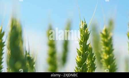 Flachwinkelansicht. Agrarkonzept. Ländliche Landschaft und umweltfreundlicher Getreideanbau. Bio-Weizen- und Bio-Lebensmittel-Konzept. Stockfoto