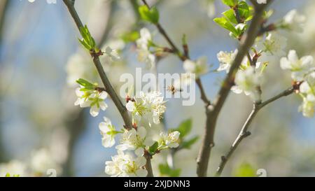 Zeitlupe. Kirschblüten blühen im Frühling. Zarte weiße Blüten an den Zweigen mit grünen jungen Blättern wiegen an einem sonnigen Tag im Wind. Stockfoto