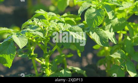 Nahaufnahme. Colorado Kartoffelkäfer Larven auf einem grünen Kartoffelblatt. Kartoffelkäfer aus Colorado essen grüne Kartoffelblätter. Stockfoto