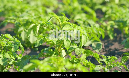 Nahaufnahme. Grüne Kartoffeln, die im Wind auf dem Feld schweben. Blätter von Jungkartoffeln. Sonniger Sommertag. Stockfoto