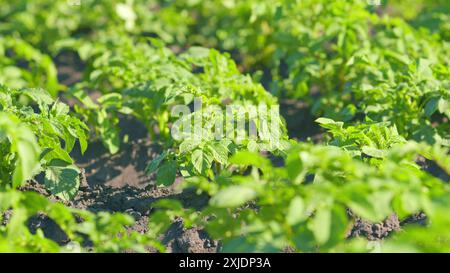 Nahaufnahme. Saftiges Grün, Kartoffelsträucher gepflanzt. Käfer essen grüne Stiele von jungen Kartoffeln im Garten. Kartoffelkäfer. Stockfoto