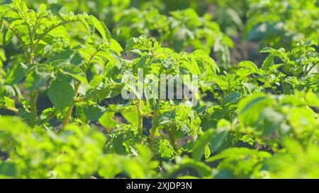 Nahaufnahme. Kartoffelfelder mit Colorado-Käfer-Eiern. Käfer essen grüne Stiele von jungen Kartoffeln auf dem Feld. Kartoffelkäfer. Stockfoto