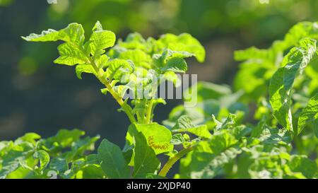 Nahaufnahme. Grüne Kartoffelblätter mit Colorado-Käfer-Eiern. Landwirtschaft. Sonniger Sommertag. Schädlinge parasitieren Kartoffeln. Stockfoto