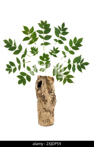 Abstrakte Esche mit Blättern und Stamm, surreale Design-Komposition. Symbol für Stärke, Erneuerung und Schutz der alten Druiden natürlichen Erdmagie. Stockfoto