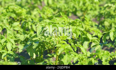 Zeitlupe. Colorado-Käfer-Eier. Grüne Kartoffelblätter. Landwirtschaft. Sonniger Sommertag. Schädlinge parasitieren Kartoffeln. Stockfoto