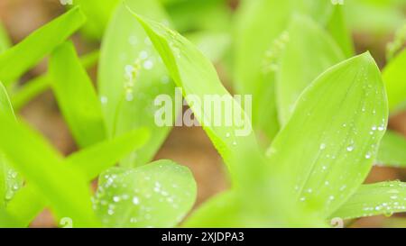 Nahaufnahme. Blütenlilie des Talhintergrundes. Waldlandyshi. Knospen und Blätter. Stockfoto