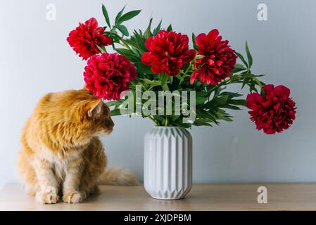 Ingwerkatze sitzt neben einer weißen, mit leuchtenden roten Pfingstrosen gefüllten Katze, die eine bezaubernde und farbenfrohe Indoor-Szene schafft. Stockfoto