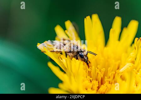 Detaillierte Makroaufnahme einer Biene, die eine leuchtend gelbe Blume bestäubt und die komplizierten Details des Insekts und der Blüte zeigt. Stockfoto