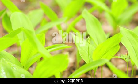 Nahaufnahme. Frühling in Europa. Lily of the Valley Blütenknospen im Frühfrühlingswald zwischen grünen Blättern. Stockfoto