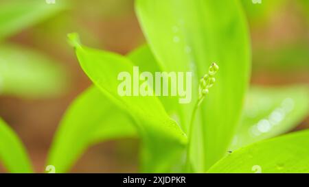 Nahaufnahme. Frühling in Europa. Lily of the Valley Blütenknospen im Frühfrühlingswald zwischen grünen Blättern. Stockfoto
