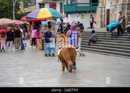 BOGOTA, KOLUMBIEN - 3. JULI 2024 - viele Touristen sind an der Plaza de Bolivar mit alpaca Lama flauschigen Tieren an sonnigen Tagen Stockfoto