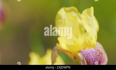 Zeitlupe. Wunderschöne lila und gelbe Irisblume. Blüten der gelben Iris in der Natur. Stockfoto