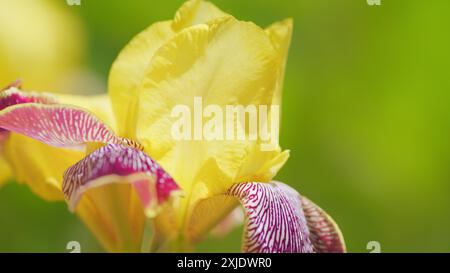 Zeitlupe. Der broadway-Star Iris Flower Variety. Bärtige rhizomatöse Iris. Stockfoto