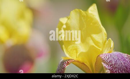 Zeitlupe. Bärtige Iris in Blüte. Gelbe und lila bärtige Iris. Iris variegata. Stockfoto