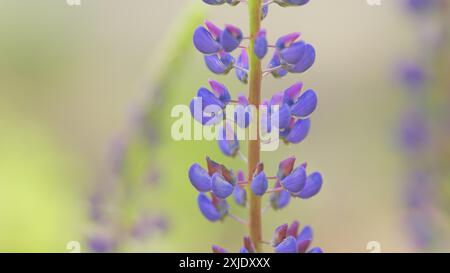 Nahaufnahme. Lila Lupinen Blüten auf einem Feld an einem Sommertag. Lupinen mit Blumenmotiv im Sommer. Stockfoto