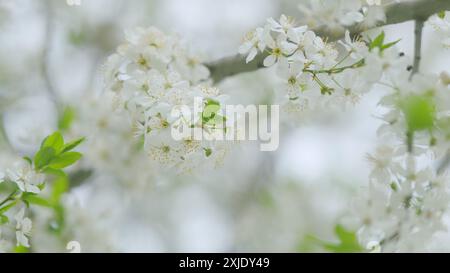 Zeitlupe. Blühende Kirsche, Pflaumenbäume. Blühender Apfelbaum. Stockfoto