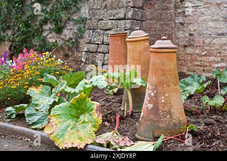 Rhabarber zwingt Töpfe in Tyntesfield ummauerten Garten, die die Töpfe und Rhabarber und die Wand des Gartens zeigen. Stockfoto