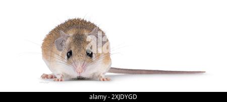 Niedliche hellbraune Cairo Stachelmaus alias acomys cahirinus, stehend nach vorne, mit Schwanz. Blick direkt auf die Kamera. Isoliert auf weißem Hintergrund Stockfoto