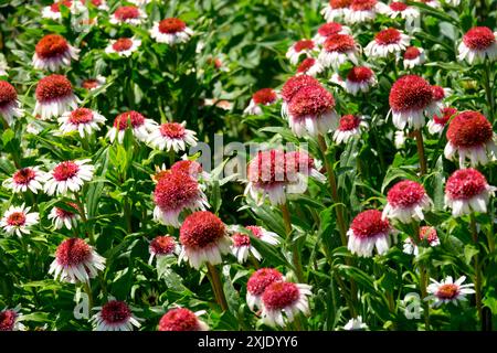 Echinacea „Erdbeere und Creme“ Blumenköpfe Stockfoto