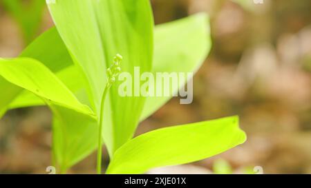 Nahaufnahme. Frühling in Europa. Lily of the Valley Blütenknospen im Frühfrühlingswald zwischen grünen Blättern. Stockfoto