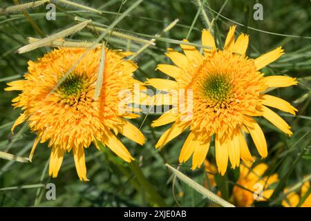 Echinacea purpurea 'Secret Glow' Echinaceas gelb zwei Blumen Coneflower Stockfoto