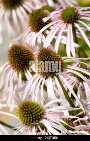 Weiße Echinacea pallida „Hula Dancer“ Coneflower blüht Gartenkegel Stockfoto