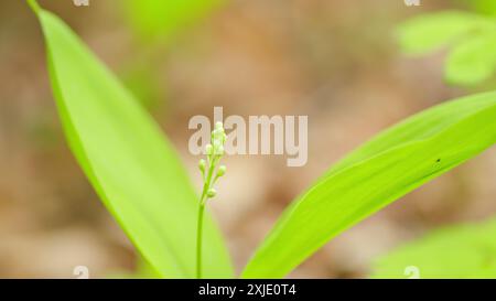 Nahaufnahme. Frühling in Europa. Blühendes Feld mit wunderschönen Lilien im Tal im Frühlingswald. Stockfoto