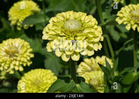Zinnias 'Envy' Zinnia blüht Köpfe Stockfoto