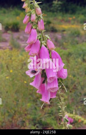 Digitalis purpurea wächst auf der Wiese. Er wird wegen seiner romantischen rosa Blumen angebaut. Blumen blühen. Hüttengarten. Vertikale Ansicht. Stockfoto