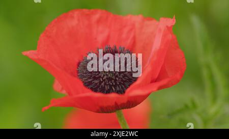 Nahaufnahme. Die orangefarbene Mohnblume blühte voll und schwang leicht im Wind. Roter, oranger Mohn, der im Wind schwingt. Stockfoto