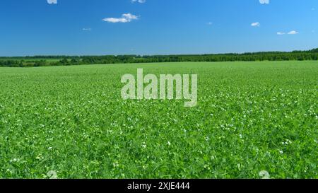 Weitsicht. Erbsenblüte Blume weiß Bio Bio-Bauernhof Feld. Der Begriff der Flora und Fauna. Stockfoto