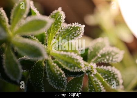 Dieses Nahaufnahme-Foto zeigt frostgeküsste Blätter mit Tau-Kristallen an einem Wintermorgen und bietet einen ruhigen Kontrast aus eisigen Formationen und üppigem Grün Stockfoto