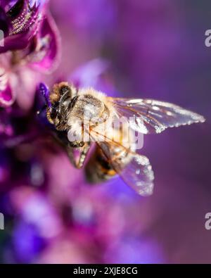 Eine Biene, die auf einer Salbeiblume sitzt, Makroaufnahme mit violettem Hintergrund. Stockfoto