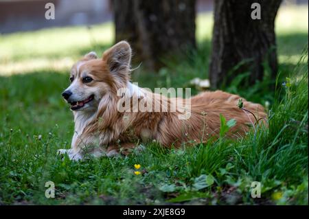 Walisischer Corgi-Hund liegt auf dem Gras im Garten Stockfoto