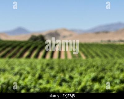 Santa Ynez, Kalifornien, USA. Juli 2024. Weinberge auf der HAPPY CANYON ROAD während des Lake Fire, mit verkohlten Bergen des Los Padres National Forest im Hintergrund. (Kreditbild: © Amy Katz/ZUMA Press Wire) NUR REDAKTIONELLE VERWENDUNG! Nicht für kommerzielle ZWECKE! Stockfoto