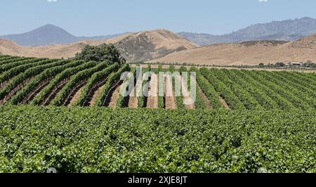 Santa Ynez, Kalifornien, USA. Juli 2024. Weinberge auf der HAPPY CANYON ROAD während des Lake Fire, mit verkohlten Bergen des Los Padres National Forest im Hintergrund. (Kreditbild: © Amy Katz/ZUMA Press Wire) NUR REDAKTIONELLE VERWENDUNG! Nicht für kommerzielle ZWECKE! Stockfoto