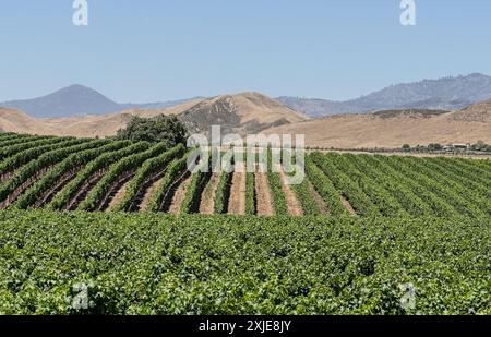 Santa Ynez, Kalifornien, USA. Juli 2024. Weinberge auf der HAPPY CANYON ROAD während des Lake Fire, mit verkohlten Bergen des Los Padres National Forest im Hintergrund. (Kreditbild: © Amy Katz/ZUMA Press Wire) NUR REDAKTIONELLE VERWENDUNG! Nicht für kommerzielle ZWECKE! Stockfoto